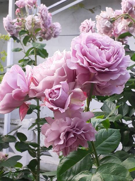  - Novalis 2022- 2023-2024