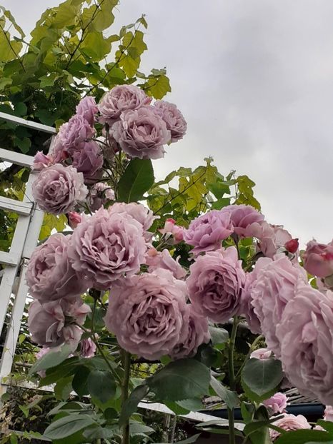  - Novalis 2022- 2023-2024