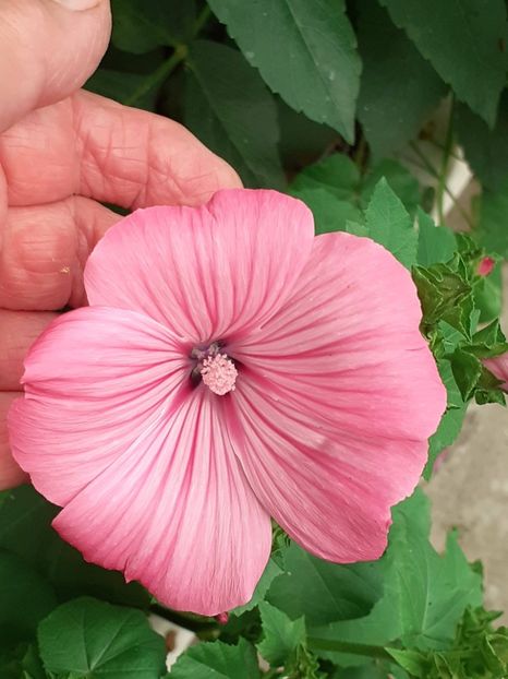 20230612_193050(0) - IUNIE 2023