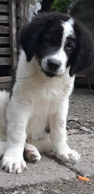 Screenshot_20230526-194347_Video Player - Pui ciobanesc de bucovina