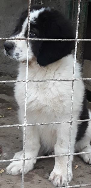 Screenshot_20230526-193337_Video Player - Pui ciobanesc de bucovina