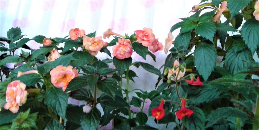  - 0000 ACHIMENES