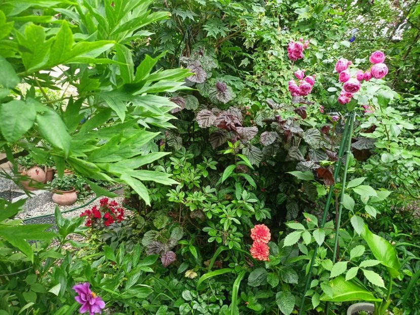  - Grădina 2023 continuare 3