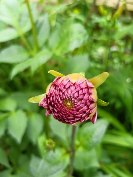 Palmares - Grădina 2023 continuare 3