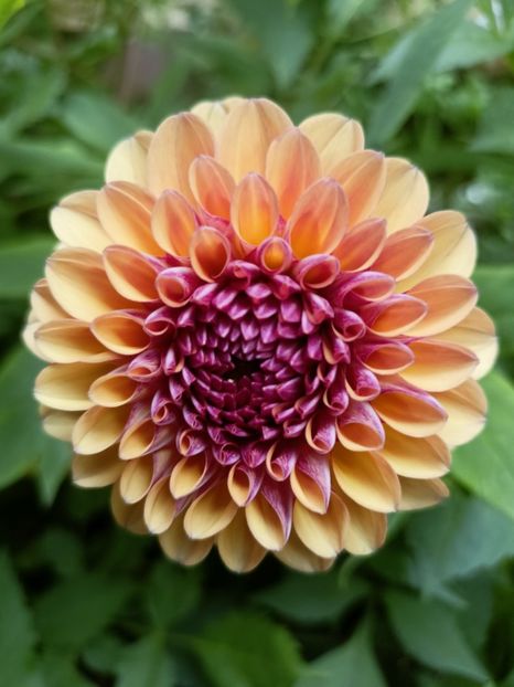 Palmares - Grădina 2023 continuare 3