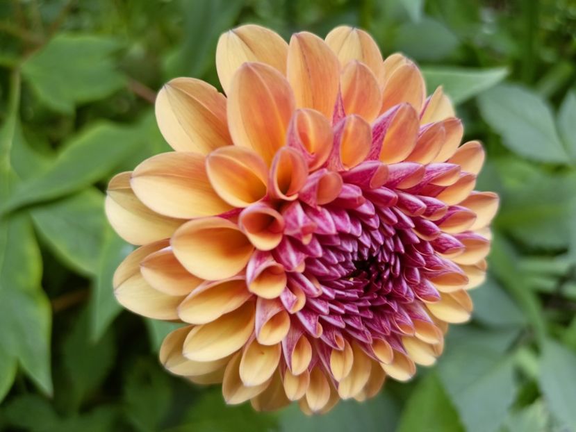  - Grădina 2023 continuare 3