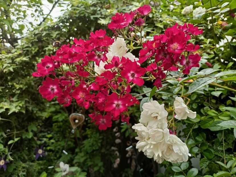  - Grădina 2023 continuare 3