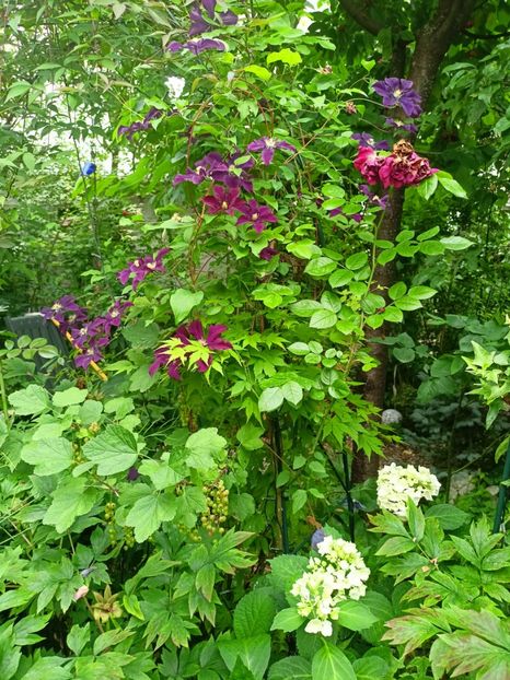  - Grădina 2023 continuare 3