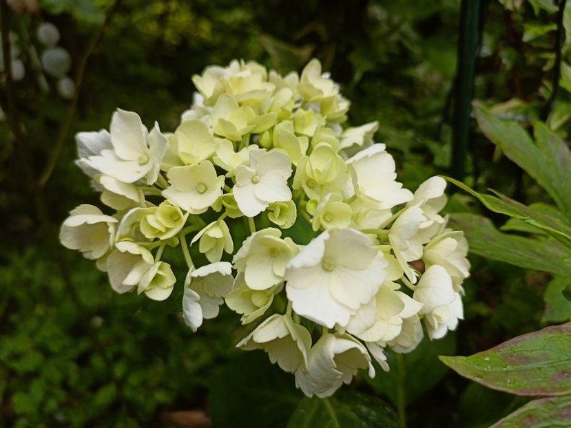  - Grădina 2023 continuare 3