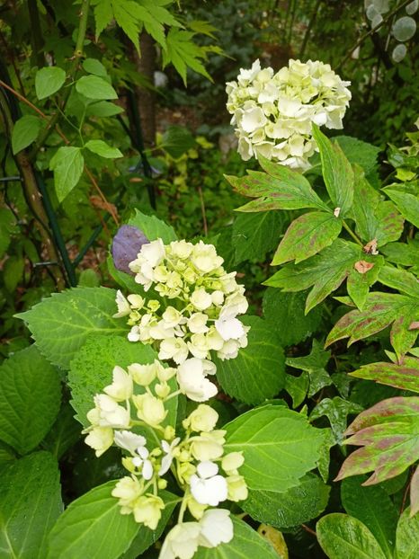  - Grădina 2023 continuare 3