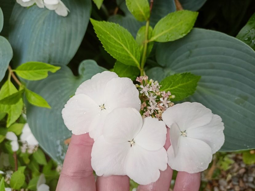 Runaway Bride - Grădina 2023 continuare 3