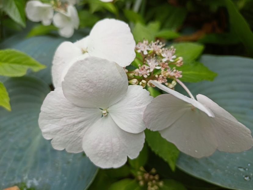  - Grădina 2023 continuare 3