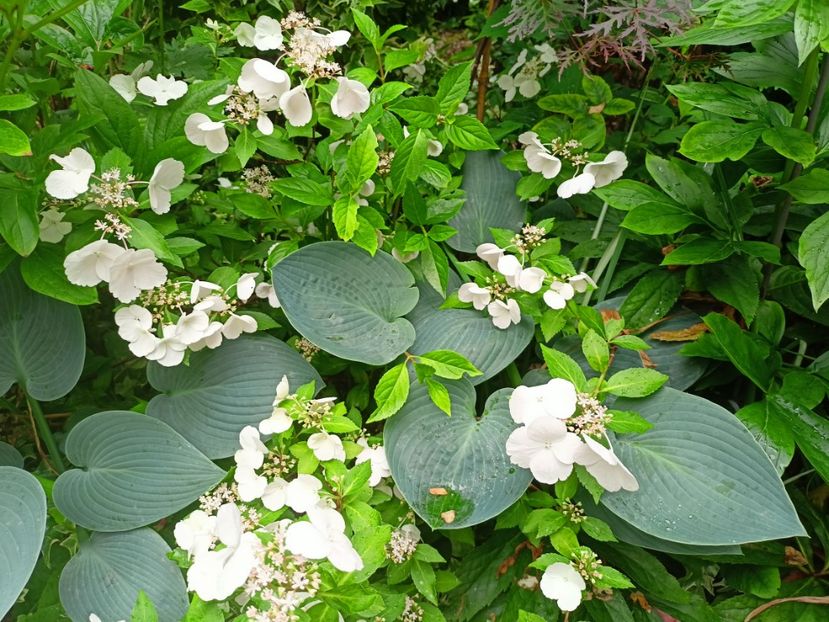  - Grădina 2023 continuare 3