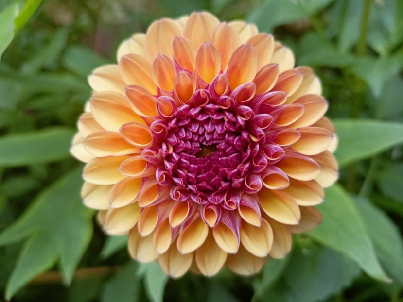 Palmares - Grădina 2023 continuare 3