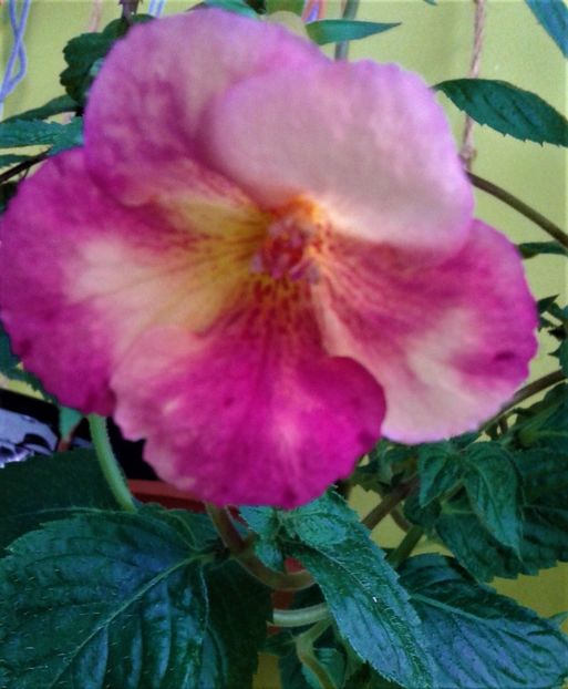  - Frumosi mei achi astazi