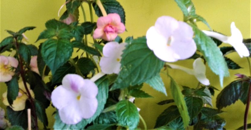  - Frumosi mei achi astazi