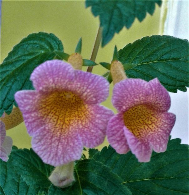  - Frumosi mei achi astazi