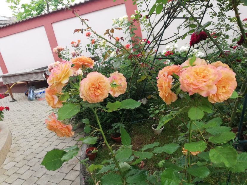  - Gradina vara 2023