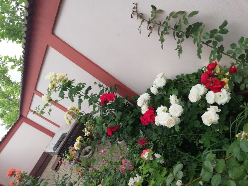  - Gradina vara 2023