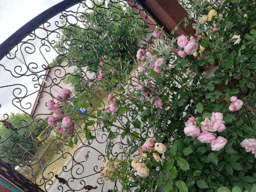  - Gradina vara 2023