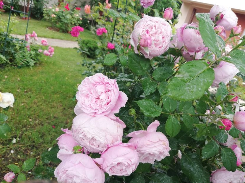  - Gradina vara 2023