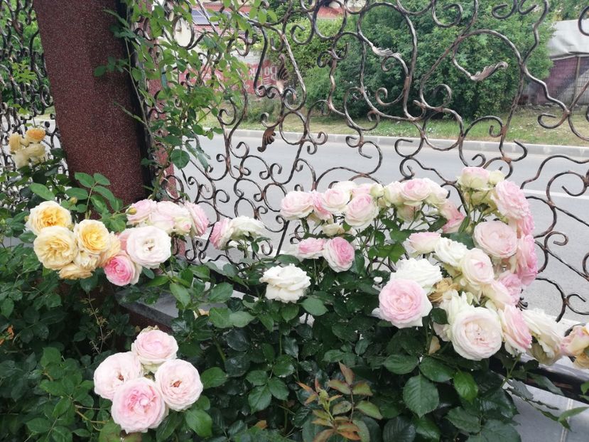  - Gradina vara 2023
