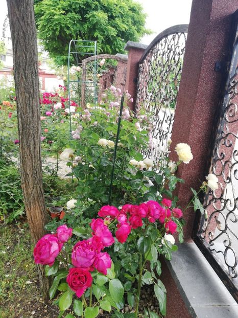  - Gradina vara 2023