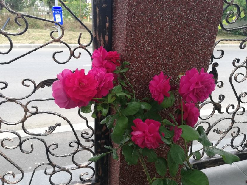  - Gradina vara 2023
