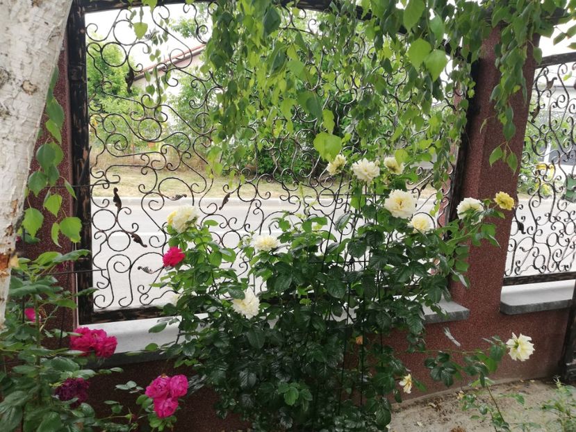  - Gradina vara 2023