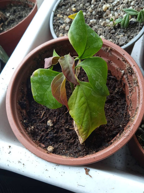 butas varf bouga roz inradacinat in nisip - Bougainvillea 2023 butasi verzi in nisip