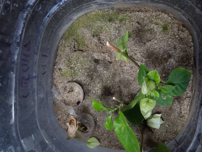 butas inflorit - Bougainvillea 2023 butasi verzi in nisip