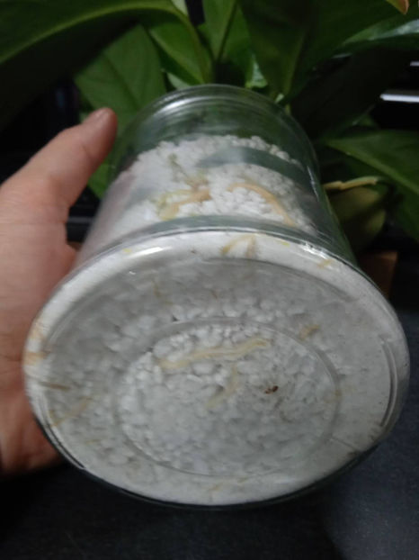 inradacinare in perlit - Aglaonema Inradacinare in perlit