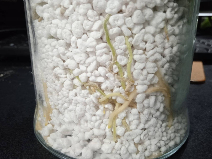 radacini sanatoase in perlit - Aglaonema Inradacinare in perlit