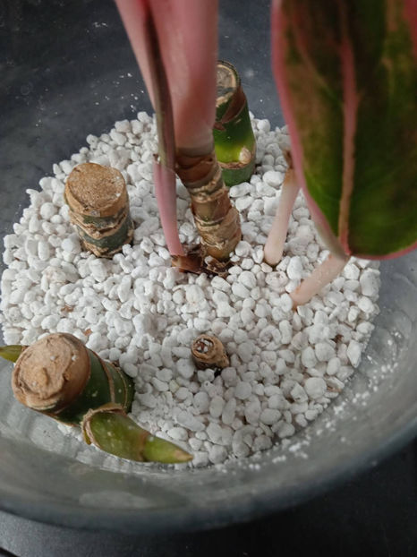 aglaonema inradacinare - Aglaonema Inradacinare in perlit