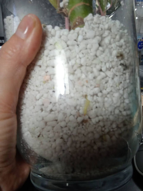 apar radacinile - Aglaonema Inradacinare in perlit