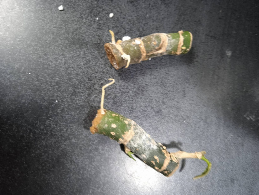 radacini obtinute in perlit - Aglaonema Inradacinare in perlit