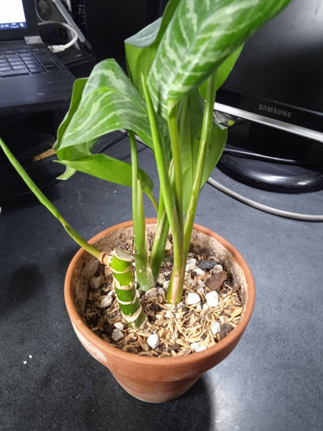 inradacinare in sol - Aglaonema Inradacinare in perlit