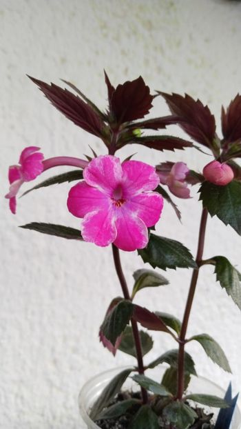  - x-P23-Madam Bovary Sport