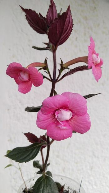  - 2024-Pink English Rose