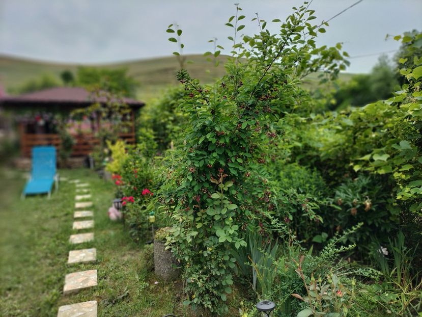 IMG20230615113731 - 2023 prin curte și gradina