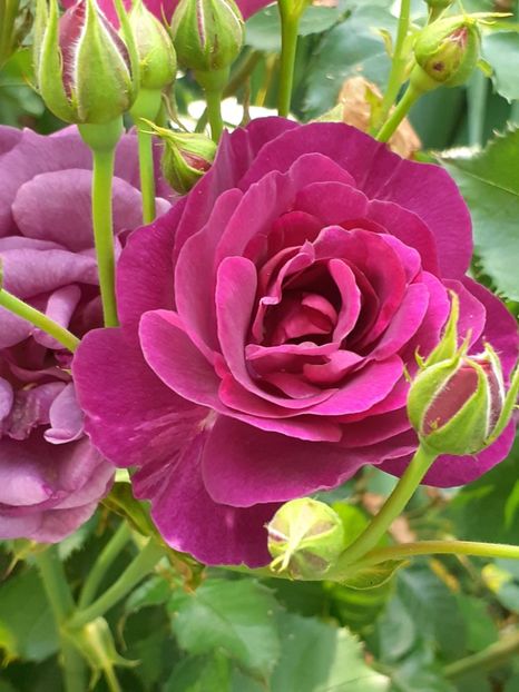  - Minerva 2021 - 2022