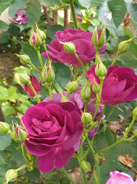  - Minerva 2021 - 2022