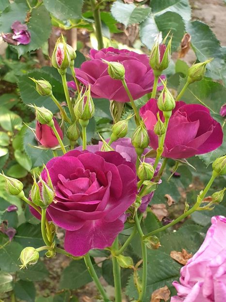  - Minerva 2021 - 2022