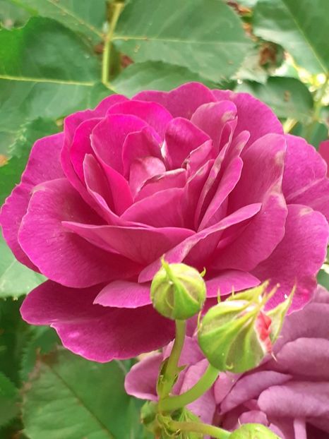  - Minerva 2021 - 2022