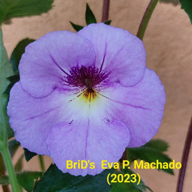 Img-2023.06.16 - Achi BriDs 2023