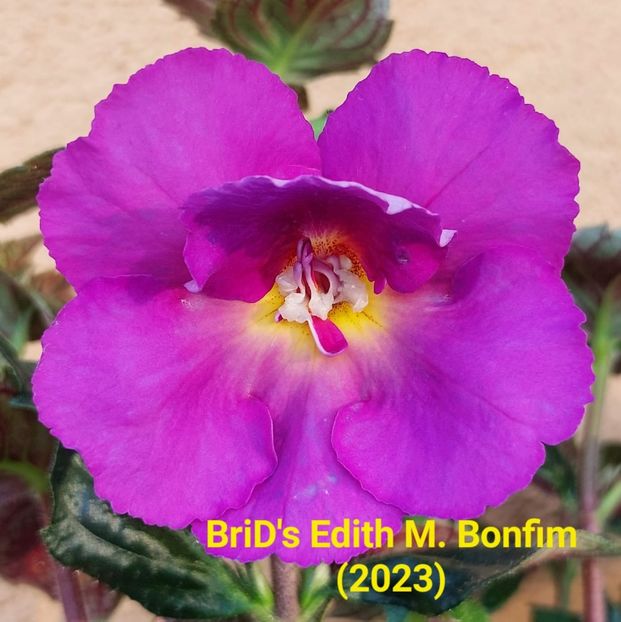 Img-2023.06.16 - Achi BriDs 2023