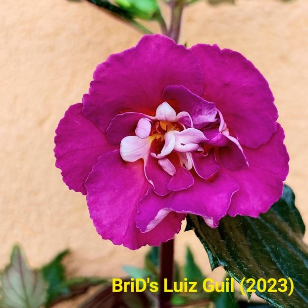 Img-2023.06.16 - Achi BriDs 2023
