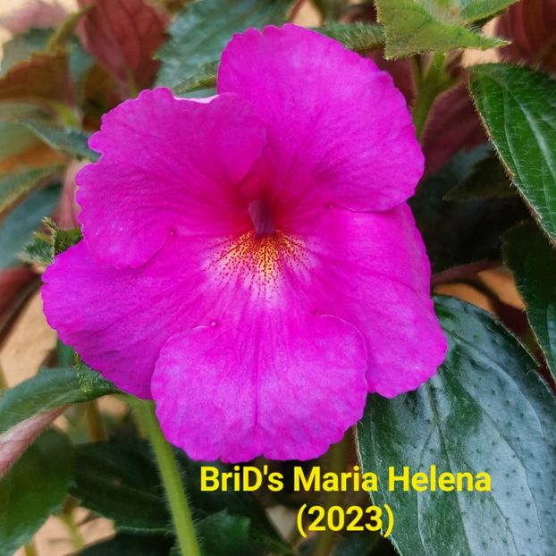 Img-2023.06.08 - Achi BriDs 2023