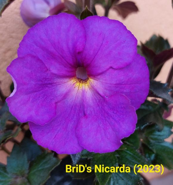 Img-2023.06.04 - Achi BriDs 2023