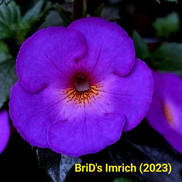 Img-2023.06.16 - Achi BriDs 2023